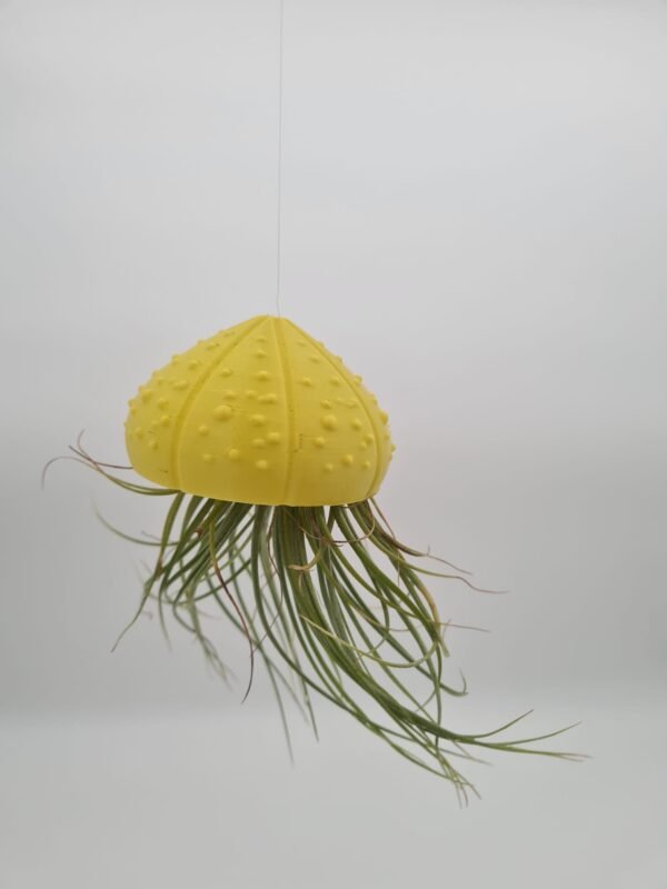 Caparazones tillandsias - Imagen 2