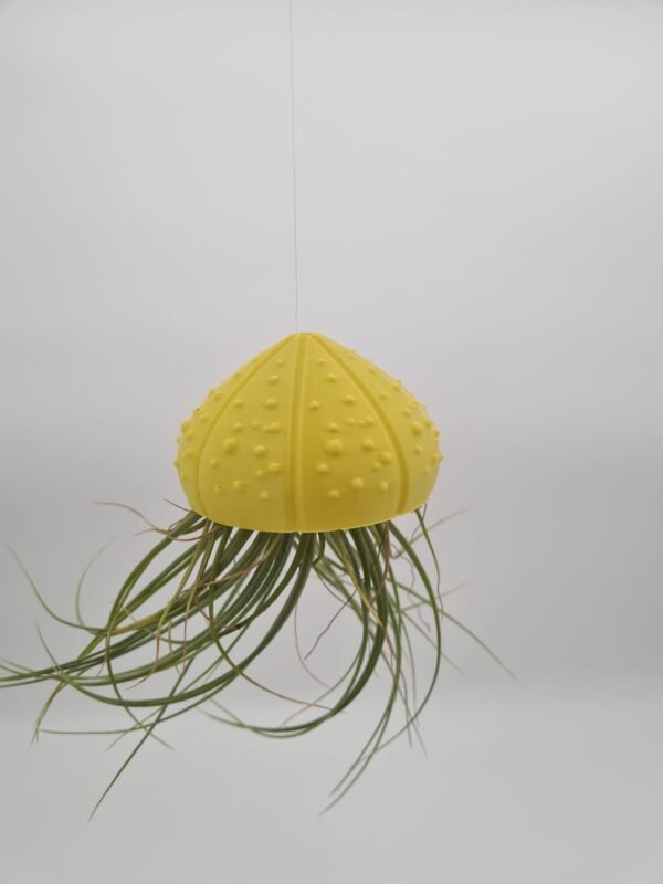 Caparazones tillandsias - Imagen 4