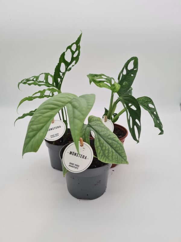 Grupo babyrare plants - Imagen 2
