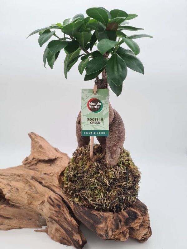 kokedama bonsai