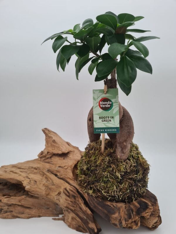 kokedama bonsai - Imagen 2