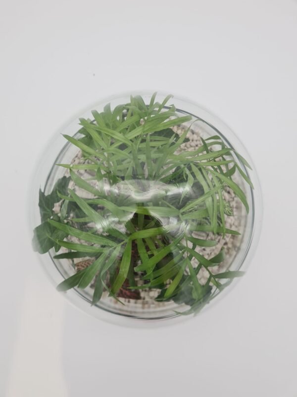 terrario peq. urna - Imagen 2
