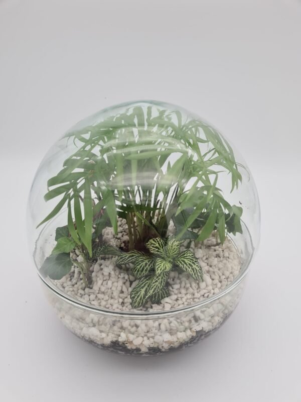 terrario peq. urna - Imagen 6