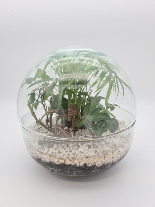 terrario peq. urna - Imagen 5