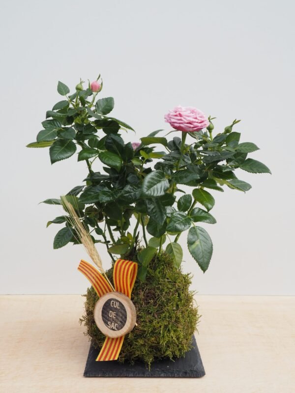Kokedama con rosal petit mini
