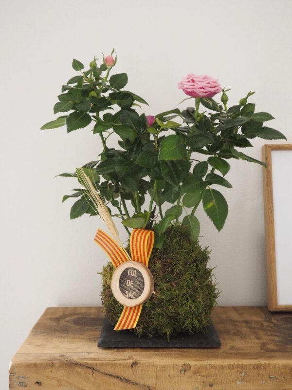 Kokedama con rosal petit mini - Imagen 4